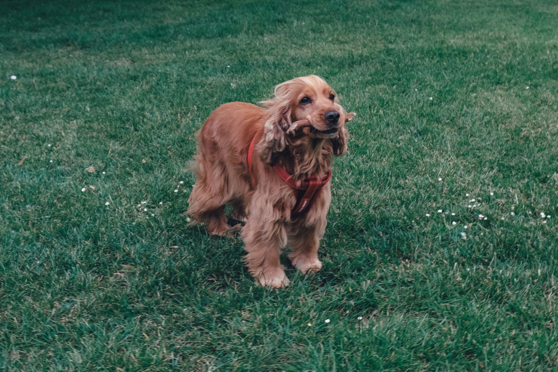 cocker spaniel djuriverse