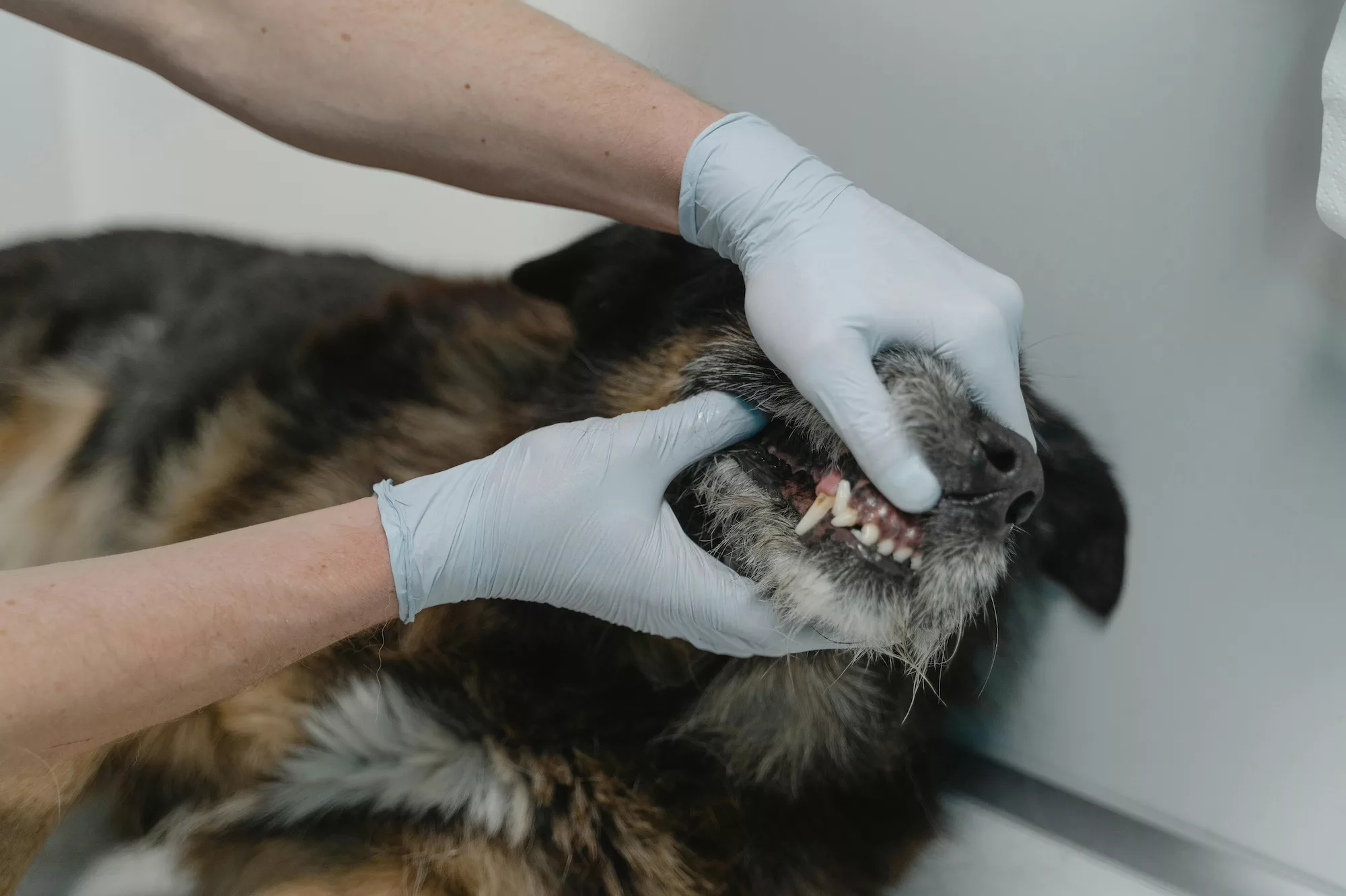 Featured image for “Avancerad Grundläggande Tandvård – Omfattande vård för allvarligare tandproblem för din hund”