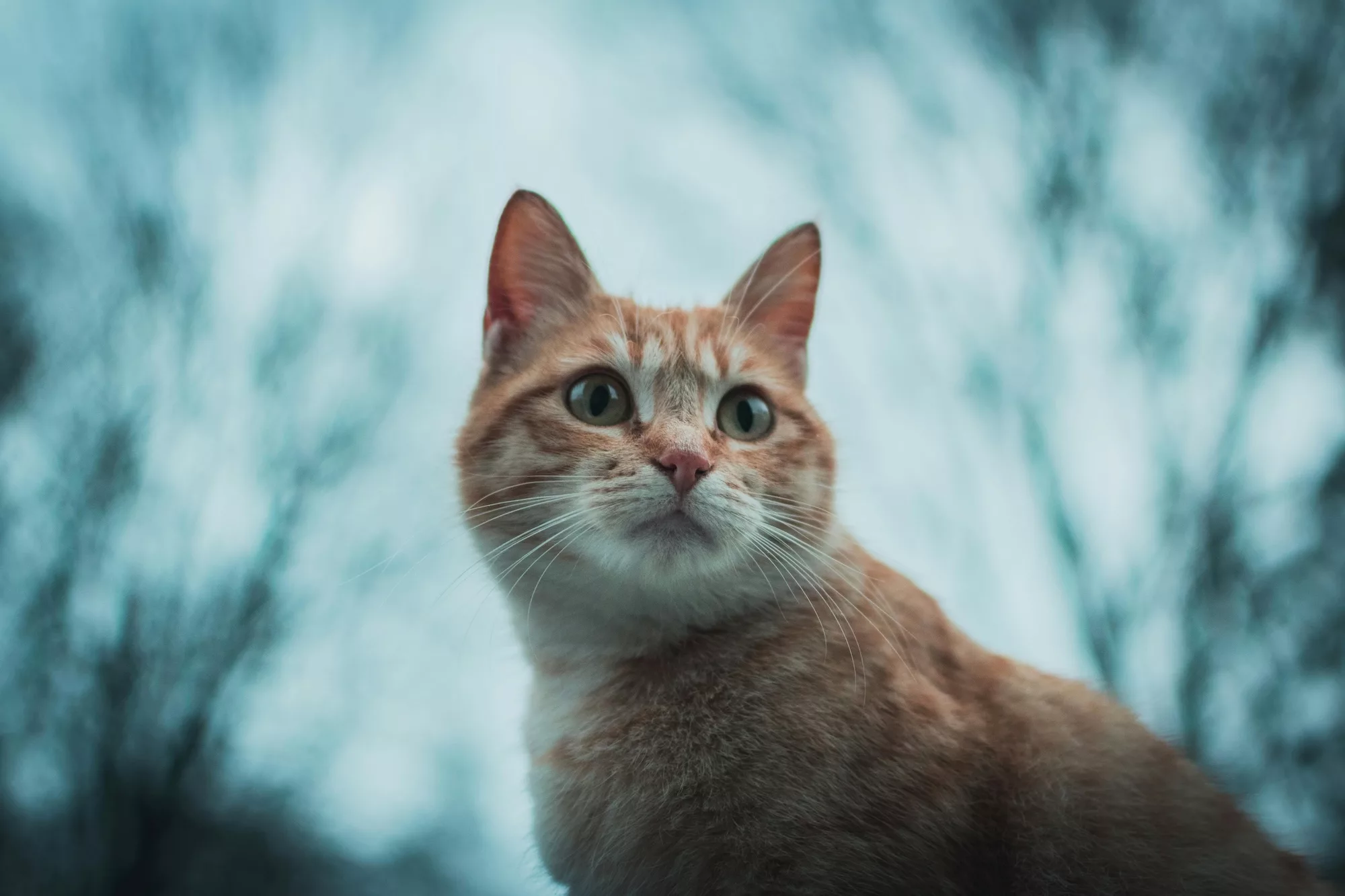 Featured image for “Veterinärundersökning av katt - Extraordinärt besök”