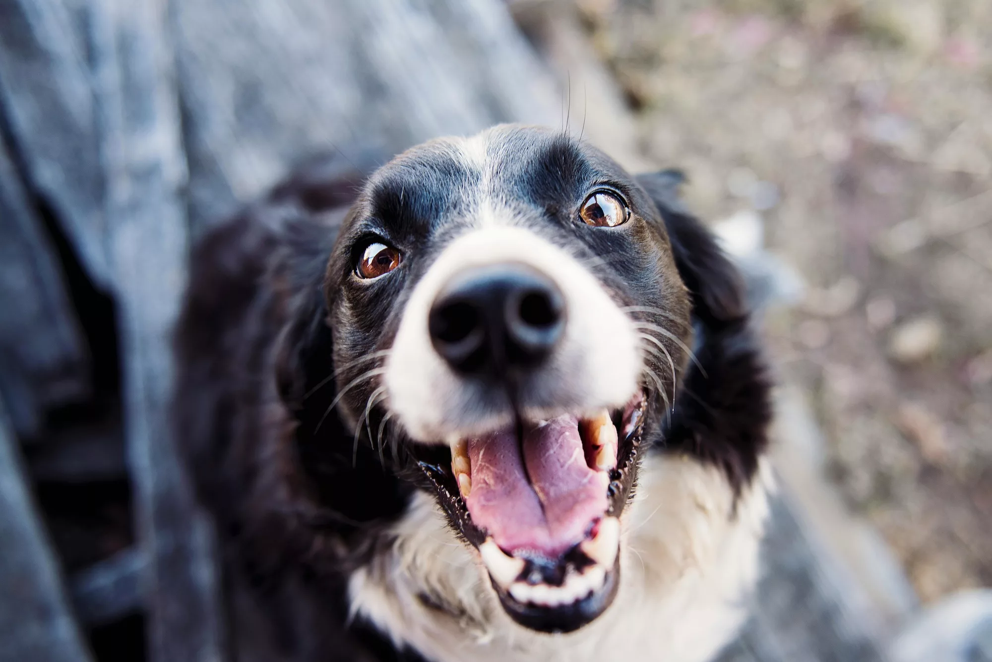 Featured image for “Vaccination Mot Rabies - Hund”